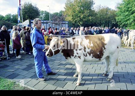 Pinkenveiling, Santpoort, Santpoort, 10-10-1997 Whizgle News, Dutch Desk, pays-Bas, 1950-2000 Un homme en salopette bleue mène une vache tachetée à travers une foule réunie lors d'un événement en plein air, avec des arbres et un drapeau en arrière-plan. Le public regarde attentivement, mettant en valeur un mélange de vie rurale et de rassemblement communautaire. Banque D'Images