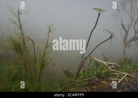 28 octobre 2017 - Villalba, Porto Rico - Fog blanke la maison d'Apolonia Diaz de Hernandez à Villalba, Porto Rico le 28 octobre 2017. Les membres de l'équipe de secours en situation de crise et de famille aident à nettoyer les débris de la maison qui a été ravagée par l'ouragan Maria. Apolonia reste dans une maison de soins infirmiers à proximité jusqu'à ce que la maison soit réparée après la perte de la plupart de ses souvenirs et photos de famille chères. La famille résiliente garde espoir dans une crise de pénuries, y compris l'électricité qui est hors service depuis plus de six mois. ..RÉSUMÉ : il a été comme du sel dans une blessure. L'ouragan était un monstre, mais son Banque D'Images
