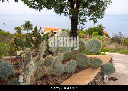 Très grande barbarie, opuntia robusta, la Palma, îles Canaries Banque D'Images
