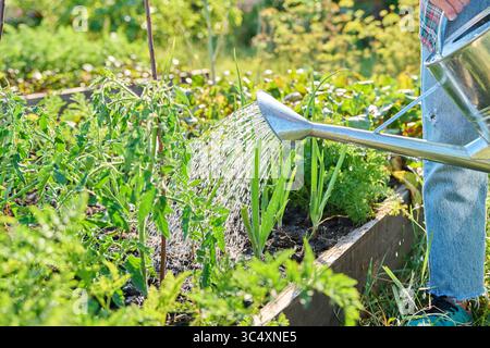 Jardinier avec arrosoir arroser les plantes de légumes d'oignon de tomate Banque D'Images