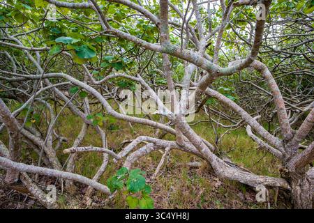 5 septembre 2015 - Sainte-Lucie, Afrique du Sud - végétation dans les marais de Sainte-Lucie, KwaZulu-Natal, Afrique du Sud - Parc humide iSimangaliso (crédit image : © Edwin Remsberg / Vwpics/VW pics via ZUMA Wire) Banque D'Images