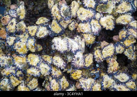 5 septembre 2015 - Sainte-Lucie, Afrique du Sud - mollusques et crustacés dans les zones humides de Sainte-Lucie, KwaZulu-Natal, Afrique du Sud - iSimangaliso Wetland Park (crédit image : © Edwin Remsberg / Vwpics/VW pics via ZUMA Wire) Banque D'Images