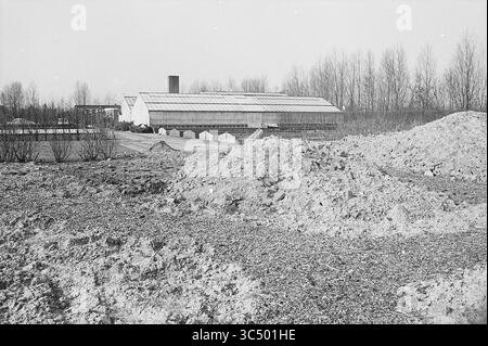 Morceau de terre vacant Whizgle News, Dutch Desk, pays-Bas, 1950-2000 Une serre se dresse en arrière-plan, entourée de tas de terre et d'un paysage clairsemé d'arbres, créant une scène d'activité agricole. Banque D'Images