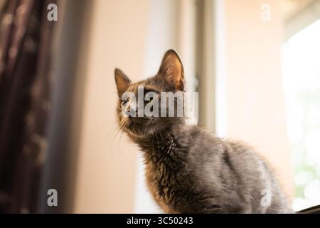 Chat gris moelleux regardant attentivement avec des yeux jaune vif, assis à l'intérieur près d'une fenêtre à la lumière naturelle. Banque D'Images