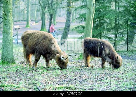 Scottish Highlanders, Heemstede, pays-Bas, 31-03-1999 Whizgle News, Dutch Desk, pays-Bas, 1950-2000 deux bovins des Highlands paissent paisiblement sur le sol forestier, entourés de grands arbres et d'un cadre naturel serein, tandis qu'un cycliste monte en arrière-plan. Banque D'Images