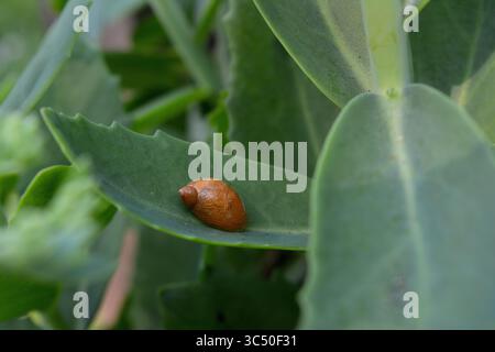 Gros plan macro d'une petite coquille d'escargot brun reposant sur une feuille verte Banque D'Images