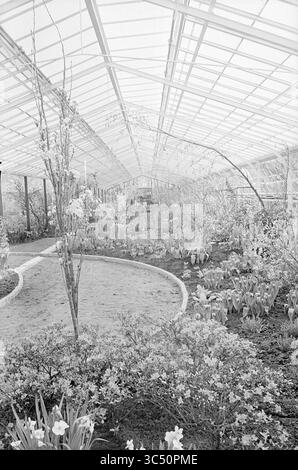 Serre intérieure Keukenhof, domaine de la Fondation Keukenhof à lisse, 25-03-1970 Whizgle News, Dutch Desk, pays-Bas, 1950-2000 Une serre spacieuse remplie d'une variété de plantes et de fleurs luxuriantes, avec des allées sinueuses et une atmosphère lumineuse et aérée. La lumière du soleil filtre à travers la structure en verre, illuminant la verdure vibrante et les fleurs florissantes dans tout l'espace. Banque D'Images