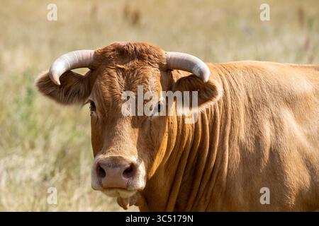 Vache brune à cornes dans le pré d'été – Portrait en gros plan Banque D'Images