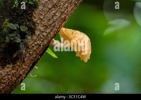 Champignon Rhodotus palmatus, sur l'écorce d'un arbre, avec un fond flou, aspect horizontal Banque D'Images