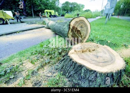 Couper les arbres Ministre Van Houtenlaan, Velsen-Zuid, Velsen-Zuid, 09-10-2003 Whizgle News, Dutch Desk, pays-Bas, 1950-2000 Un arbre fraîchement coupé repose sur le sol, sa souche présentant des anneaux qui révèlent son âge. À proximité, l'équipement et les travailleurs indiquent des efforts continus d'aménagement paysager, tandis que les feuilles dispersées et la sciure de bois créent une scène de débris naturels. Banque D'Images