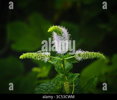 Une plante verte Clovers Garden Apple Mint Herb avec des fleurs blanches est au premier plan. Banque D'Images