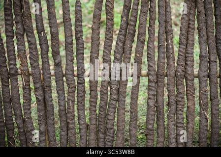 19 décembre 2019, Guwahati, Assam, Inde : une femme fabrique des bâtons de feu de bouse de vache et les met à sécher au soleil. (Crédit image : © David Talukdar/ZUMA Wire/ZUMAPRESS.com) Banque D'Images