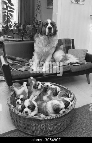 Chien avec 13 oursons, animaux, 12-03-1968 Whizgle News, Dutch Desk, pays-Bas, 1950-2000 Un grand Bernard est fièrement assis sur un canapé, supervisant un panier confortable rempli de chiots ludiques et moelleux. La scène respire la chaleur et un sentiment de famille tandis que le doux géant regarde de manière protectrice ses adorables compagnons. Banque D'Images