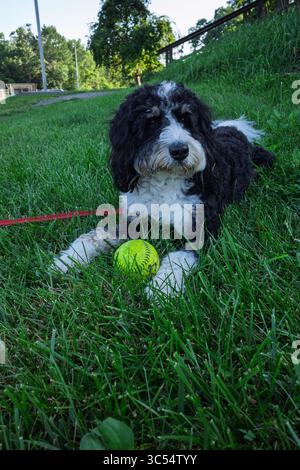 Un chien Bernedoodle noir et blanc repose paisiblement sur l'herbe avec une balle de softball jaune à Mowry Park, Pittsburgh, PA. Banque D'Images