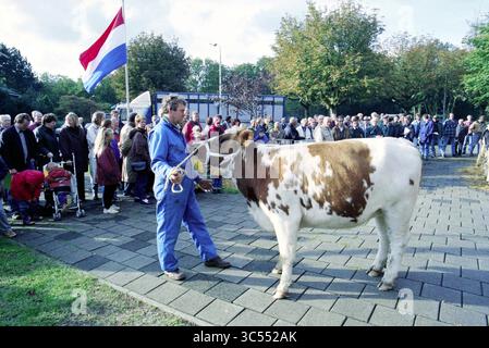 Pinkenveiling, Santpoort, Santpoort, 10-10-1997 Whizgle News, Dutch Desk, pays-Bas, 1950-2000 Un agriculteur en salopette bleue conduit une vache brune et blanche à travers une foule de spectateurs, tandis qu'un drapeau bat en arrière-plan au milieu des arbres et des bâtiments. Banque D'Images