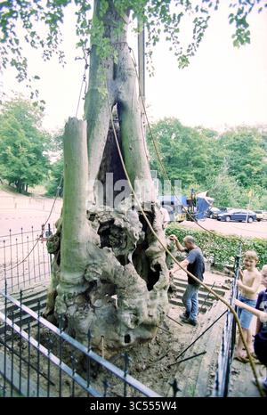 Redressez l'arbre creux, 26-08-1997 Whizgle News, Dutch Desk, pays-Bas, 1950-2000 Un groupe d'individus travaille autour d'un grand arbre ancien qui a un tronc creux. L'arbre est entouré d'une clôture et montre des signes d'usure et de pourriture, tandis que les environs présentent de la verdure et des équipements en arrière-plan. Banque D'Images