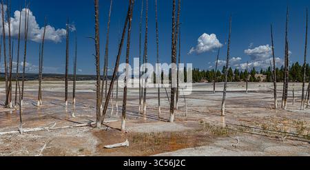 Les arbres morts dans le Lower Geyser Basin de Yellowstone rappellent brutalement le paysage géothermique en constante évolution du parc. Banque D'Images