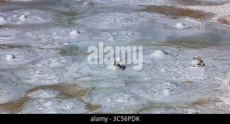 Pot de peinture pour fontaine, Lower Geyser Basin, parc national de Yellowstone Banque D'Images