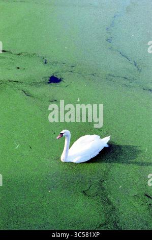 Cygnes en canard, Leidsevaart, 24-09-2000 Whizgle News, Dutch Desk, pays-Bas, 1950-2000 Un cygne gracieux glisse sereinement sur une surface couverte d'algues vertes, créant un contraste saisissant avec ses plumes blanches. Banque D'Images