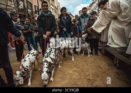 17 janvier 2020, Mahon, Îles Baléares, Espagne : un groupe de dalmates est béni par un prêtre à Mahon à la Saint Antoine, saint patron des animaux, et à la fête nationale de Minorque (crédit image : © Matthias Oesterle/ZUMA Wire) Banque D'Images