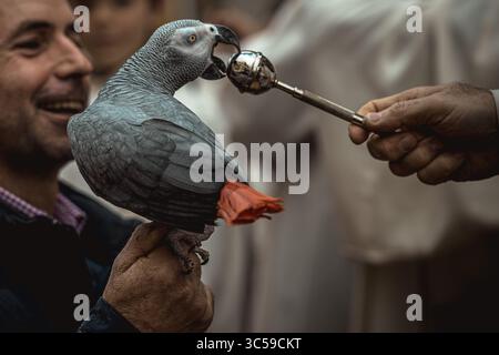 17 janvier 2020, Mahon, Îles Baléares, Espagne : un perroquet est béni par un prêtre à Mahon à la Saint Antoine, saint patron des animaux, et à la fête nationale de Minorque (crédit image : © Matthias Oesterle/ZUMA Wire) Banque D'Images