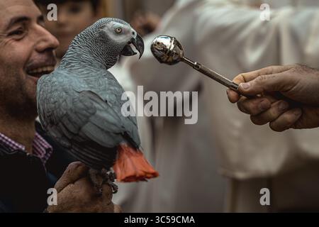 17 janvier 2020, Mahon, Îles Baléares, Espagne : un perroquet est béni par un prêtre à Mahon à la Saint Antoine, saint patron des animaux, et à la fête nationale de Minorque (crédit image : © Matthias Oesterle/ZUMA Wire) Banque D'Images