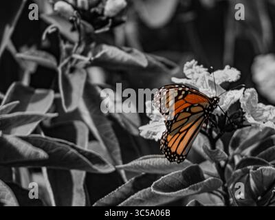 Papillon monarque (Danaus plexippus) perché sur des fleurs en fleurs, photographié au Texas, USA. Banque D'Images