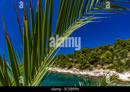 Détendez-vous à l'ombre des palmiers sur la pittoresque plage de Tatinje en Croatie, les plus belles plages touristiques Banque D'Images