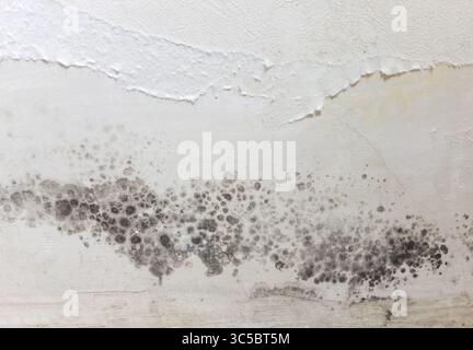 Taches noires de bactéries toxiques de moisissure et de moisissure sur un mur blanc. Concept de condensation, humidité, infiltration d'eau, humidité élevée Banque D'Images