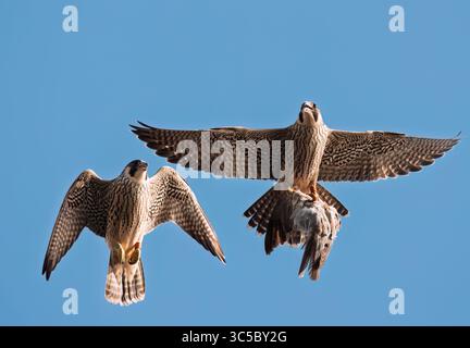 Deux faucons pèlerins (Falco peregrinus) récemment enrôlés se pourchassant pour un pigeon récemment attrapé apporté par un parent, Norfolk Banque D'Images