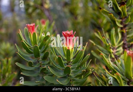 Les fleurs brillantes de la plante de la pagode commune (Mimetes cucullatus), qui fait partie de la végétation des fynbos du Cap occidental. Banque D'Images
