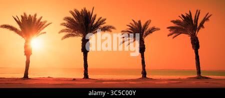 Rangée de palmiers sur la plage contre le ciel de coucher de soleil orange. Fond de nature tropicale. Bannière horizontale Banque D'Images