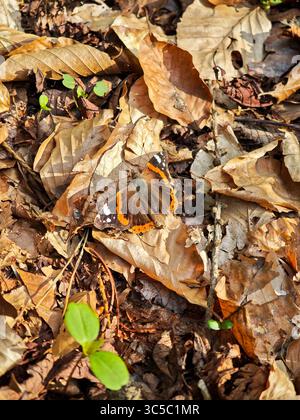 Papillon amiral rouge reposant sur des feuilles sèches dans une forêt. Les tons automnaux dominent la scène avec des semis verts dispersés sur le sol de la forêt. Banque D'Images