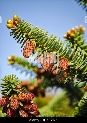 Cônes mâles d'un sapin libérant du pollen un jour ensoleillé de printemps, avec des aiguilles vertes et un ciel bleu clair en arrière-plan. Banque D'Images
