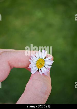 Gros plan d'une main tenant une fleur de Marguerite unique avec un fond vert flou. Banque D'Images