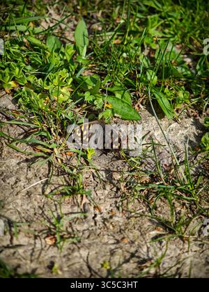 Papillon en bois moucheté (Pararge aegeria) reposant sur le sol parmi l'herbe de printemps et les petites plantes. Banque D'Images