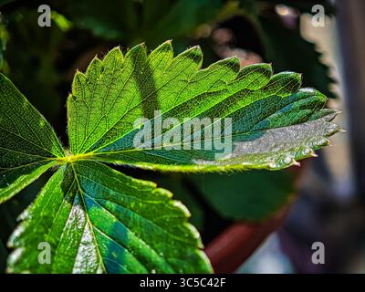 Plan macro d'une feuille de fraise ensoleillée avec des veines prononcées et des bords dentelés . Banque D'Images
