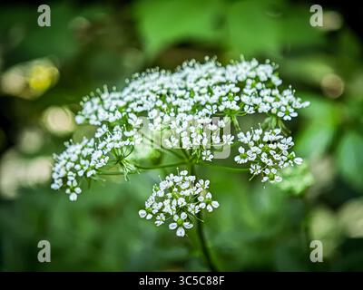 Gros plan de l'ombel de fleurs sauvages blanches en fleurs, entouré d'un feuillage vert doux à la lumière de la forêt. Banque D'Images