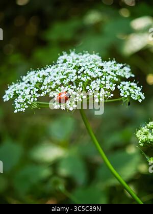 Coccinelle assise sur l'umbel blanc fleuri de fleurs sauvages dans la forêt, entourée de minuscules fleurs et d'un fond vert doux. Banque D'Images