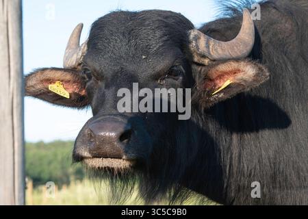 Water Buffalo gros plan Portrait Banque D'Images