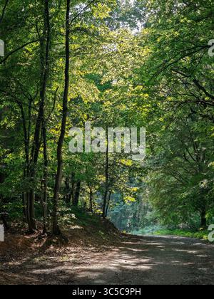 Chemin forestier ensoleillé entouré de grands arbres verts dans les bois d'été, avec filtrage de la lumière à travers le feuillage et les ombres sur le sol. Banque D'Images