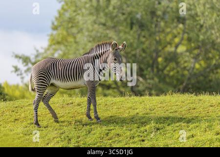 Un zèbre de Grevy (Equus grevyi) se dresse dans un pré vert. Botswana Banque D'Images
