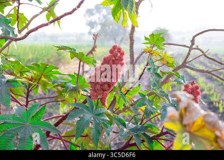 Ricinus communis, également connu sous le nom de haricot de ricin ou plante d'huile de ricin. Banque D'Images
