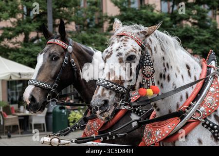 Gros plan de deux chevaux de calèche traditionnels aux harnais ornés dans la vieille ville historique de Kraków, symbole de la culture et du tourisme polonais. Banque D'Images