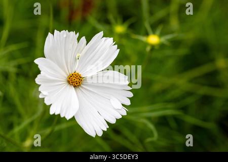 Fleur de Cosmos bipinnatus blanche en gros plan Banque D'Images