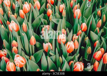 Champ vibrant de tulipes florissantes dans différentes nuances d'orange et de rose, entouré de feuilles vertes luxuriantes, créant un affichage floral magnifique qui Banque D'Images