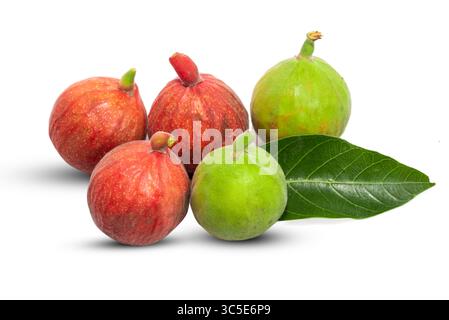 ficus racemosa, grappe de figues isolée sur fond blanc Banque D'Images