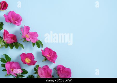 Fond bleu avec des fleurs de rose musquée dans le coin inférieur. Copyspace Banque D'Images