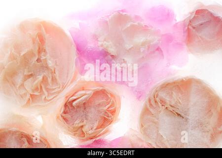 Roses crème et rose capturées dans la glace, créant une nature morte florale rêveuse et éthérée. Banque D'Images