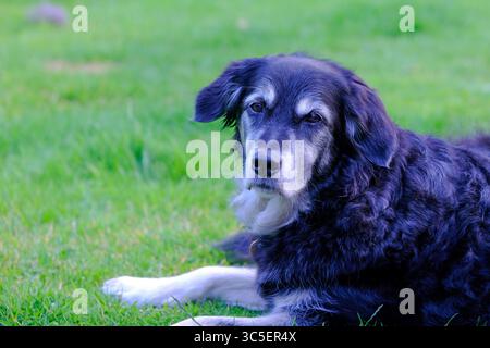 vieux collie cross dog avec museau gris Banque D'Images